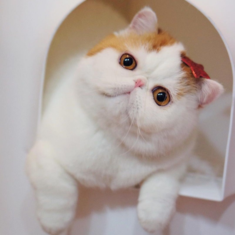 Кот экзот
