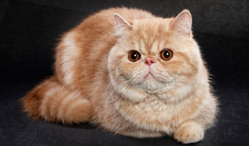 Манчкин кошка экзот