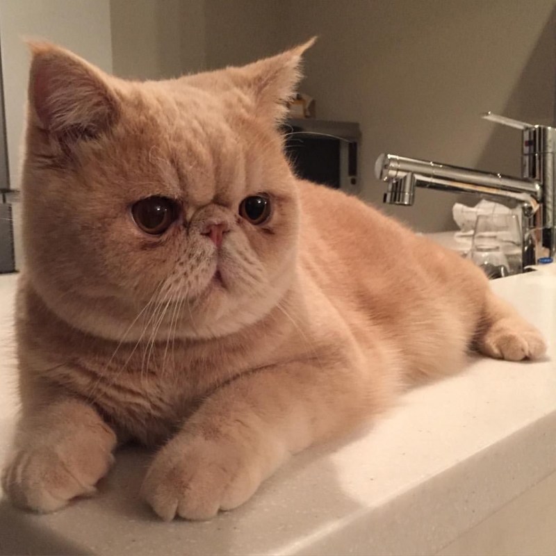 Кошки с приплюснутой мордой