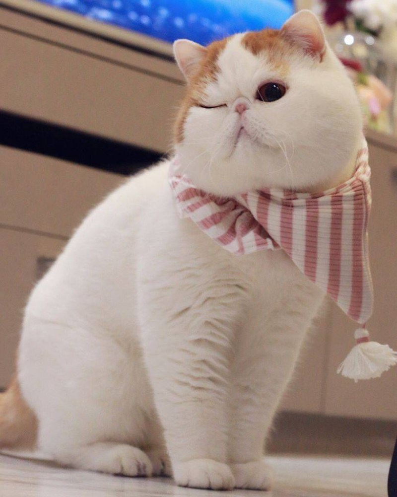 Экзот кошка