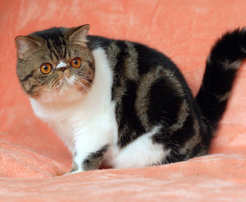 Персидская кошка короткошерстная