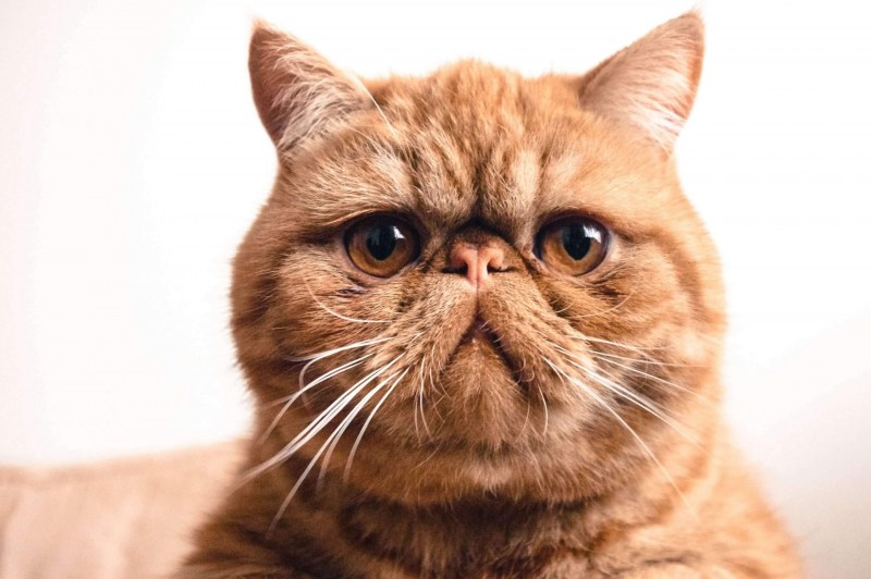 Экзотическая короткошерстная (exotic Shorthair) кошка.