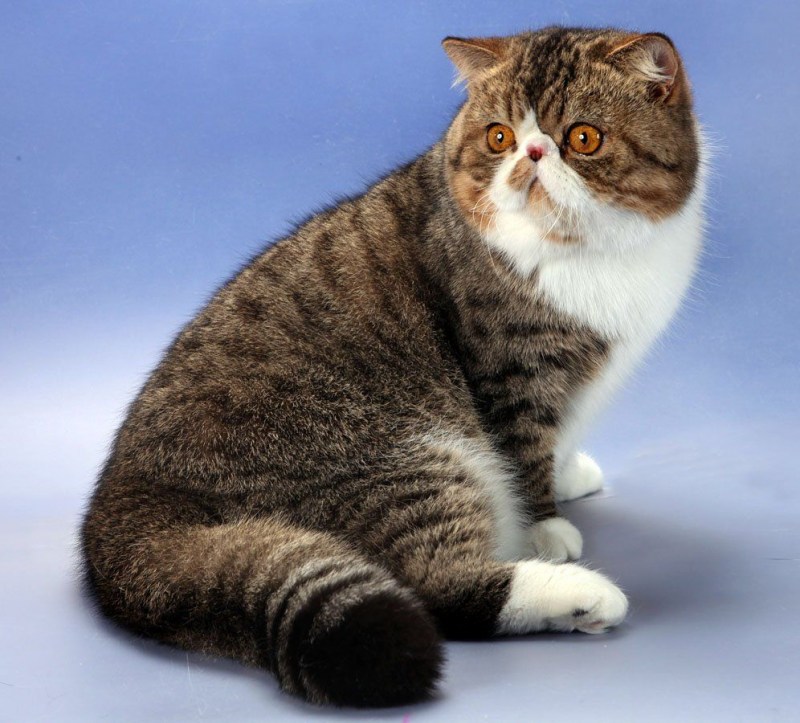 Американский экзот кошка