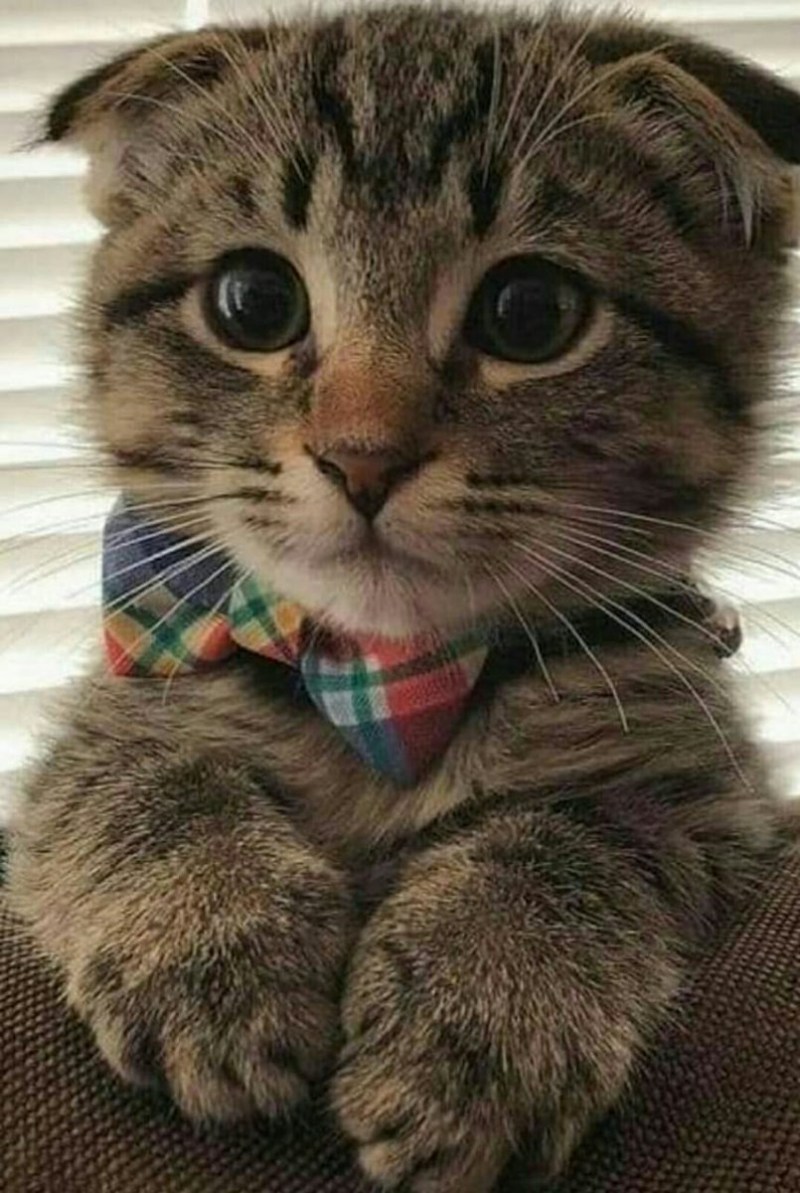 Кот умиляется