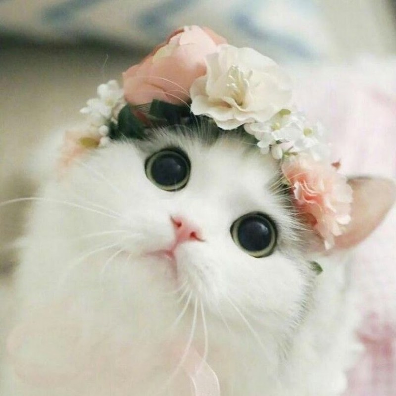 Милая кошечка