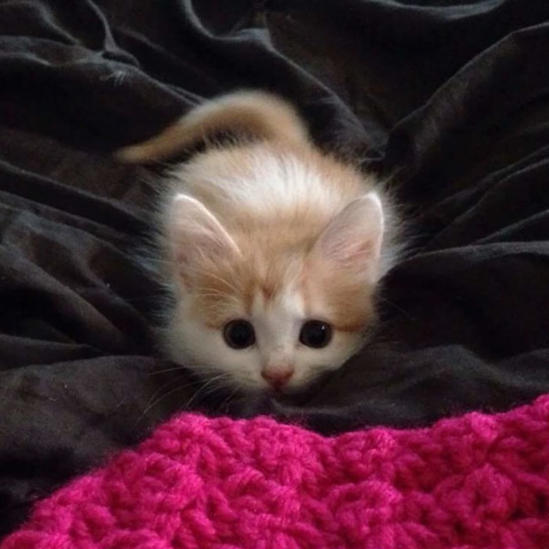 Самые красивые маленькие котята
