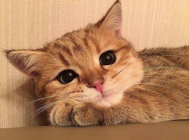 Котики мимими