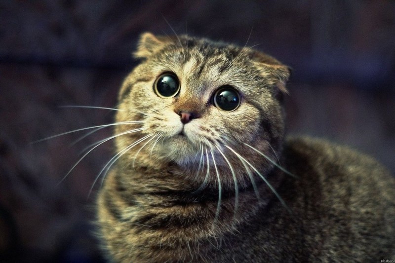 Просящий котик