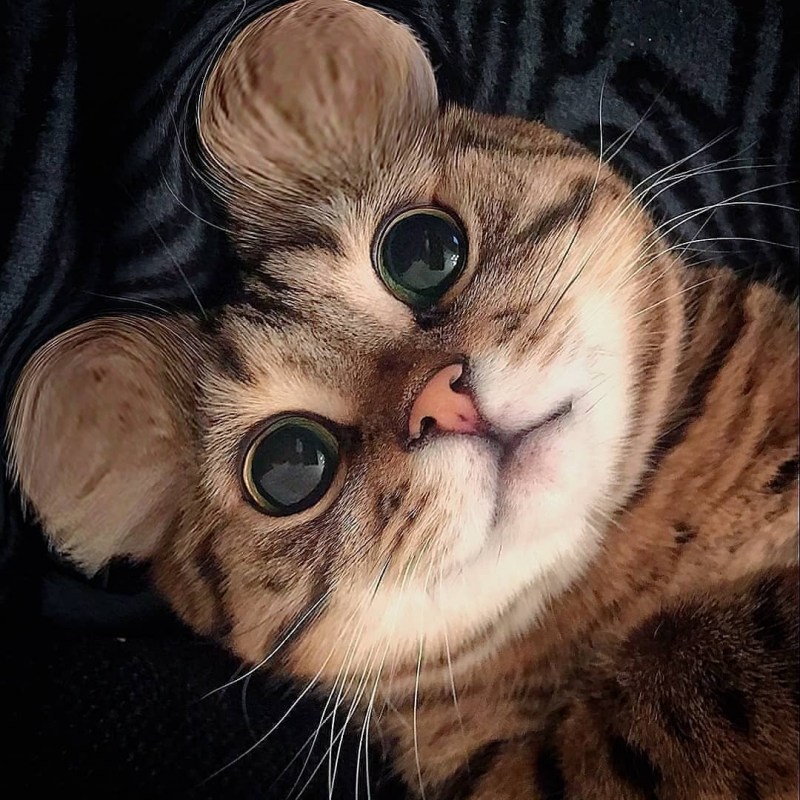 Милый смешной котик