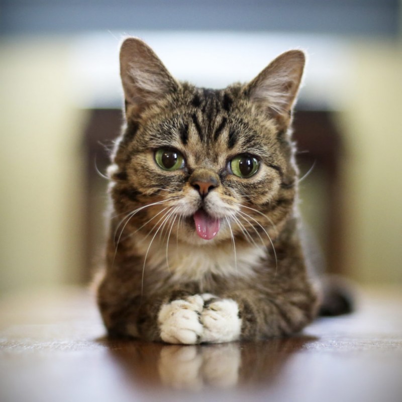 Фото кота