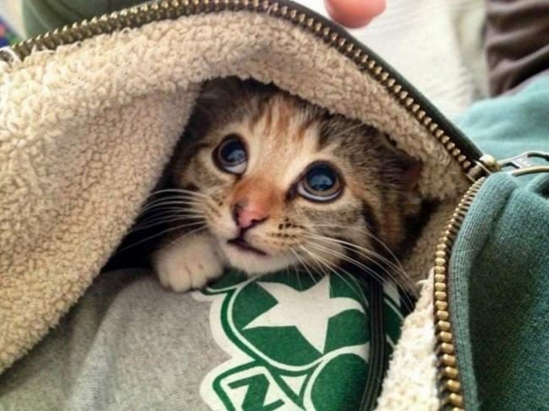 Самые милые животные