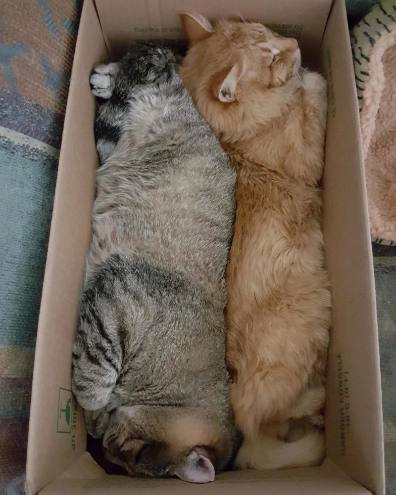 Котов настоящих для кошек