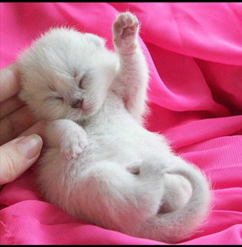 Кот Умиление