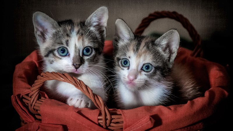 Красивые котятки