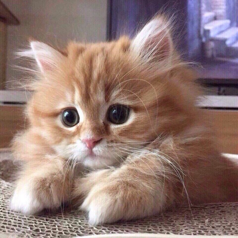 Рыжий пушистый котенок