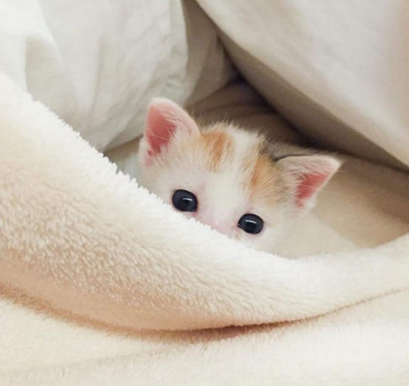 Самые милые котята