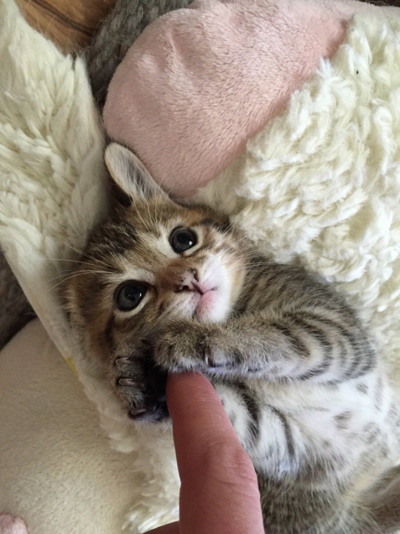 Кошка умильная