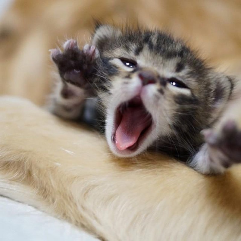 Котята маленькие смешные