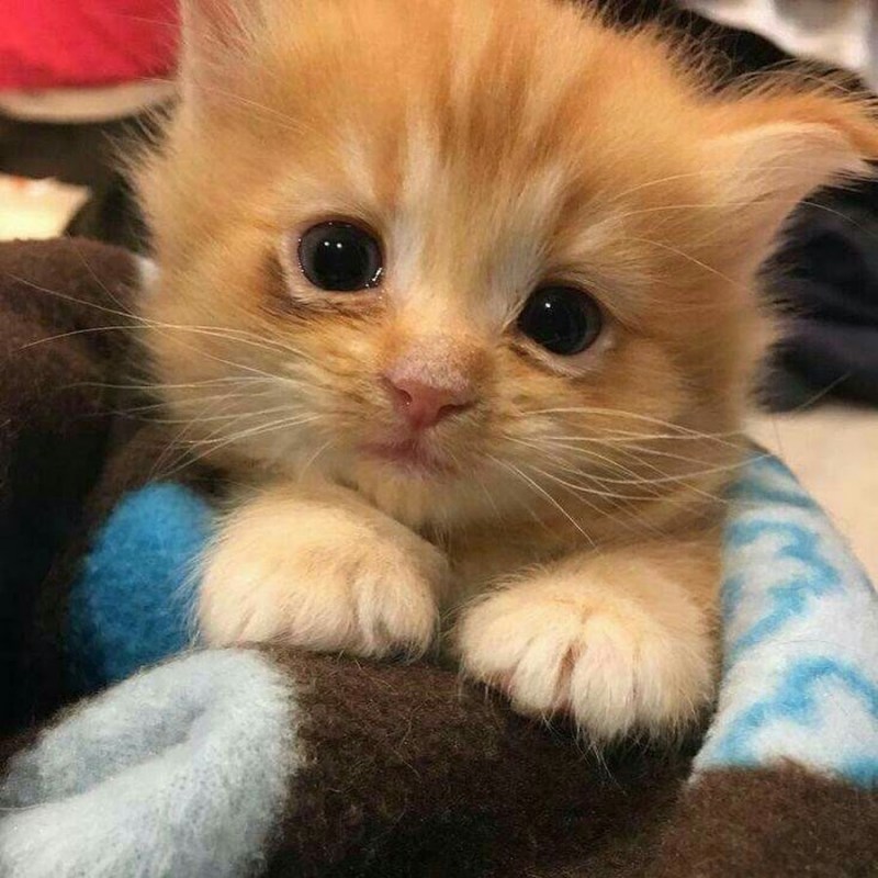 Умильные котята