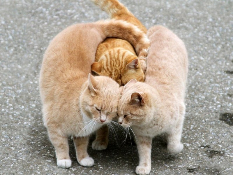 Кошачьи обнимашки