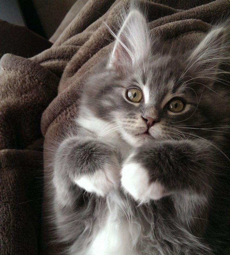 Милые котики
