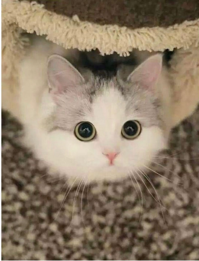 Умиление котик