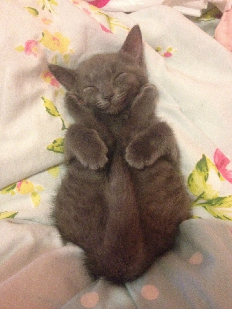 Самый смешной кот на свете