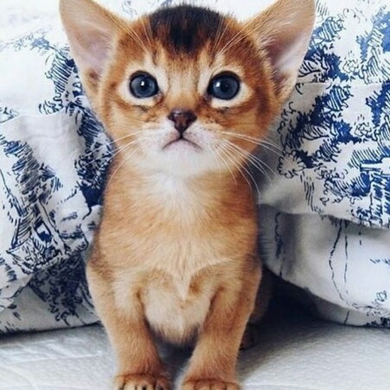 Самые милые котята на свете
