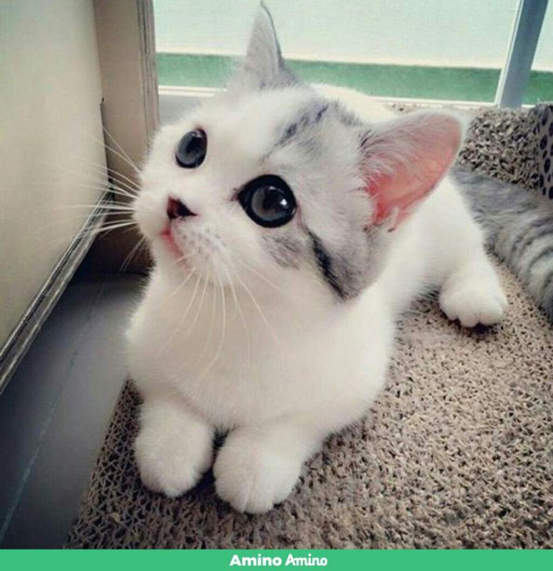 Милый кот
