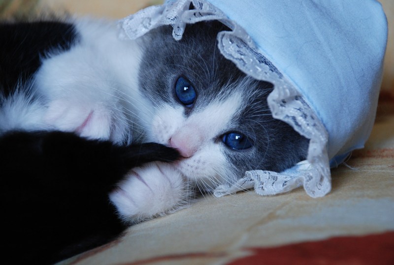 Милая кошка