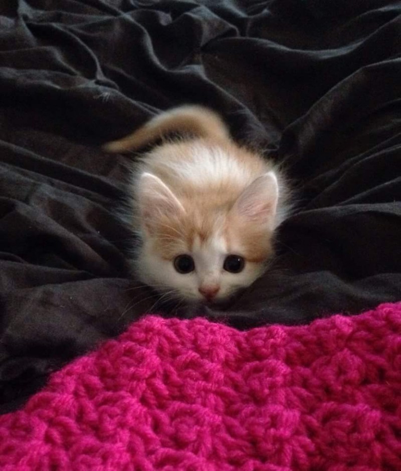 Маленький котенок