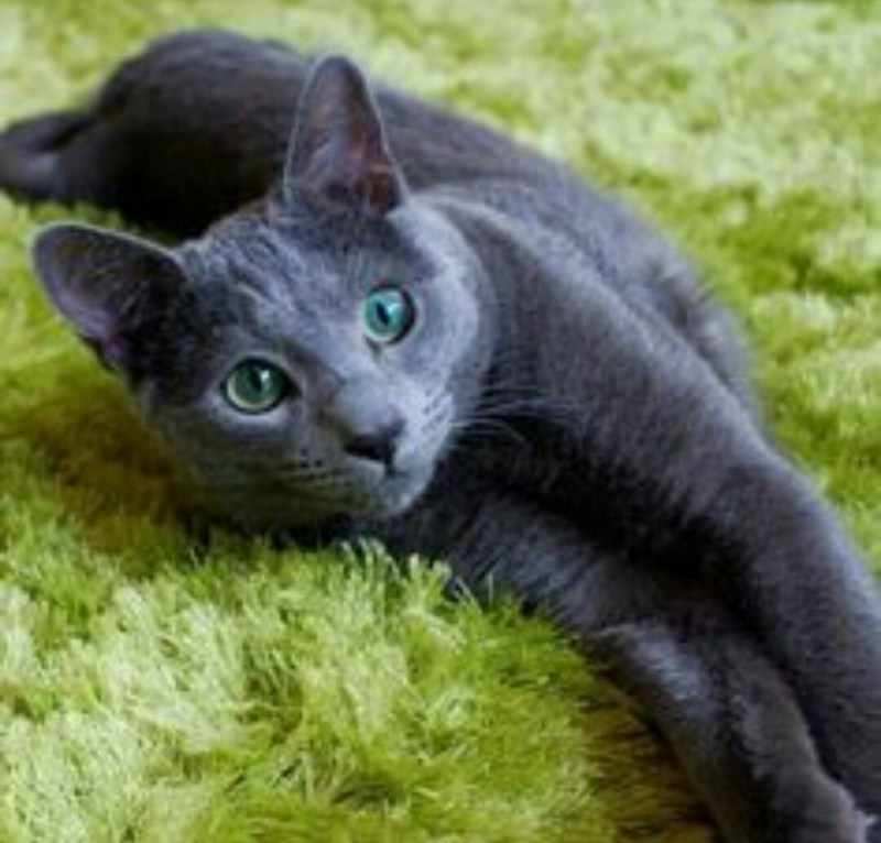Русская голубая кошка