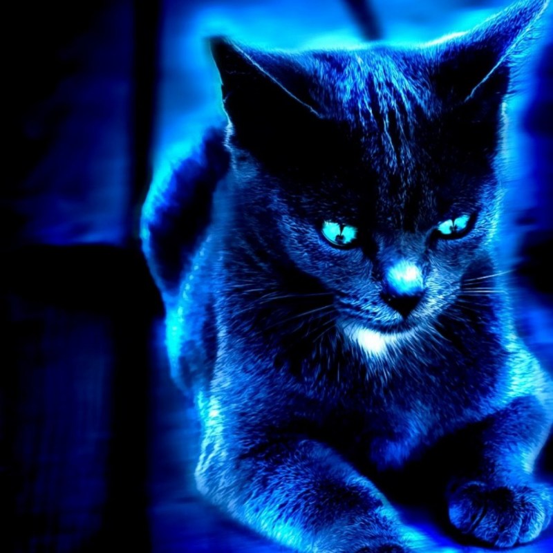 Синяя кошка