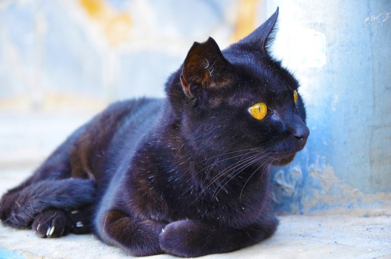 Синяя кошка