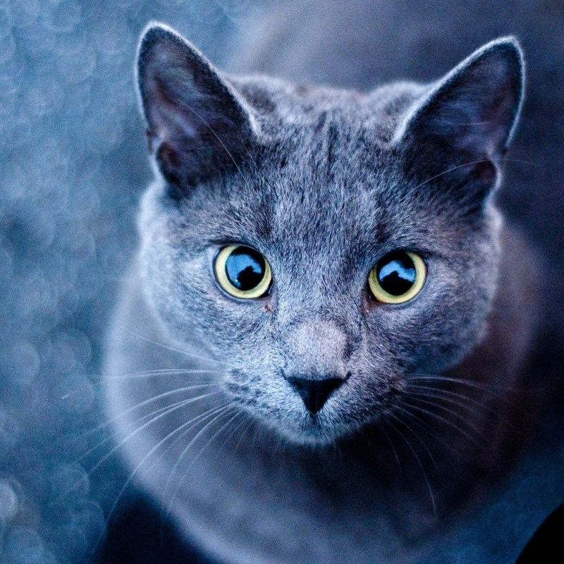 Синяя кошка