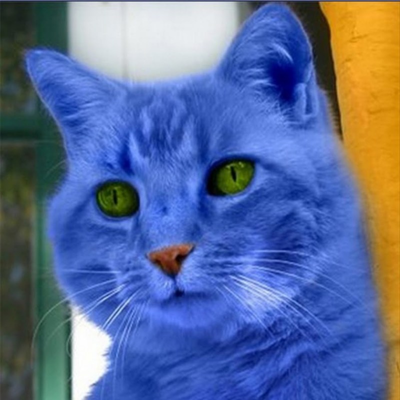 Голубой кот
