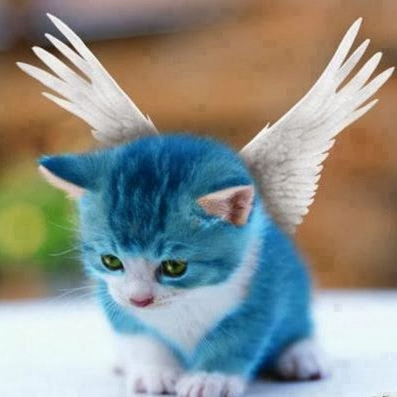 Коты на окне симметрия