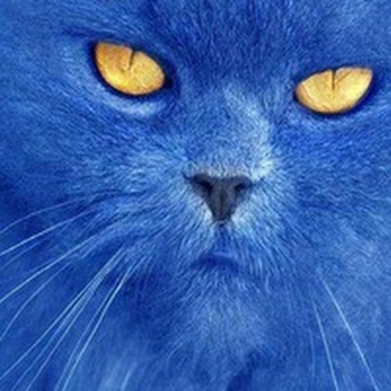 Сибирский голубая кошка короткошерстная