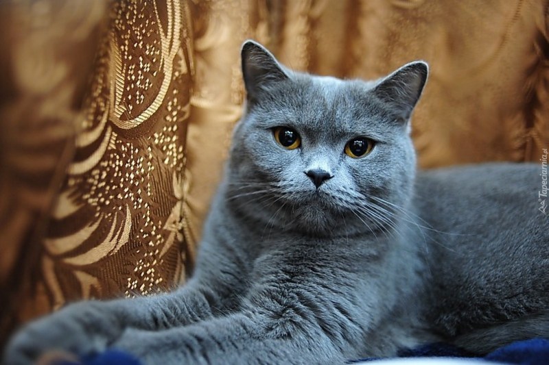Apofiss художник