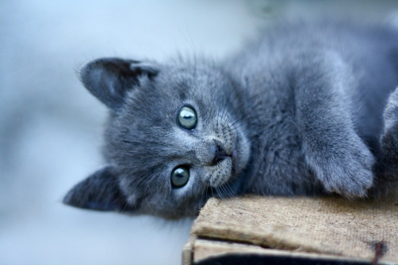 Коты художницы Ирины Зенюк