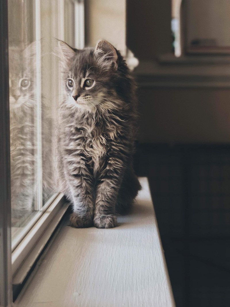 Котенок на подоконнике