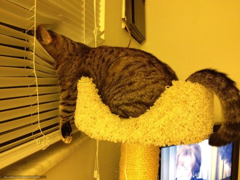 Коту скучно