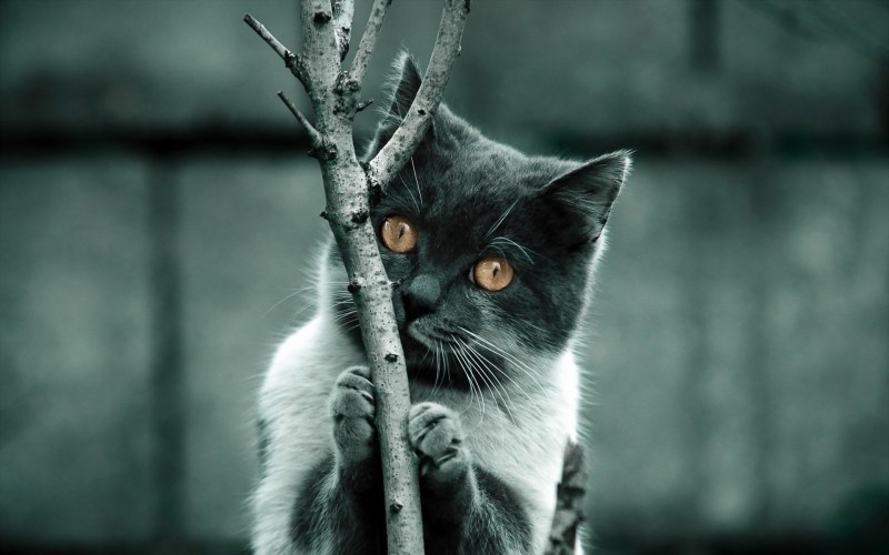 Кот скучает