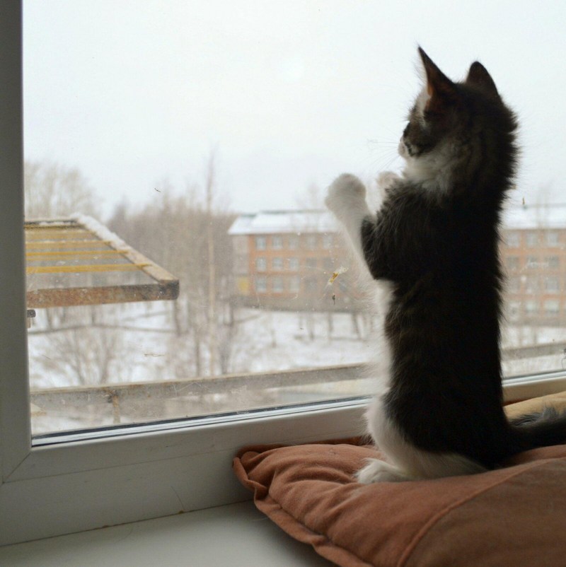 Котенок ждет