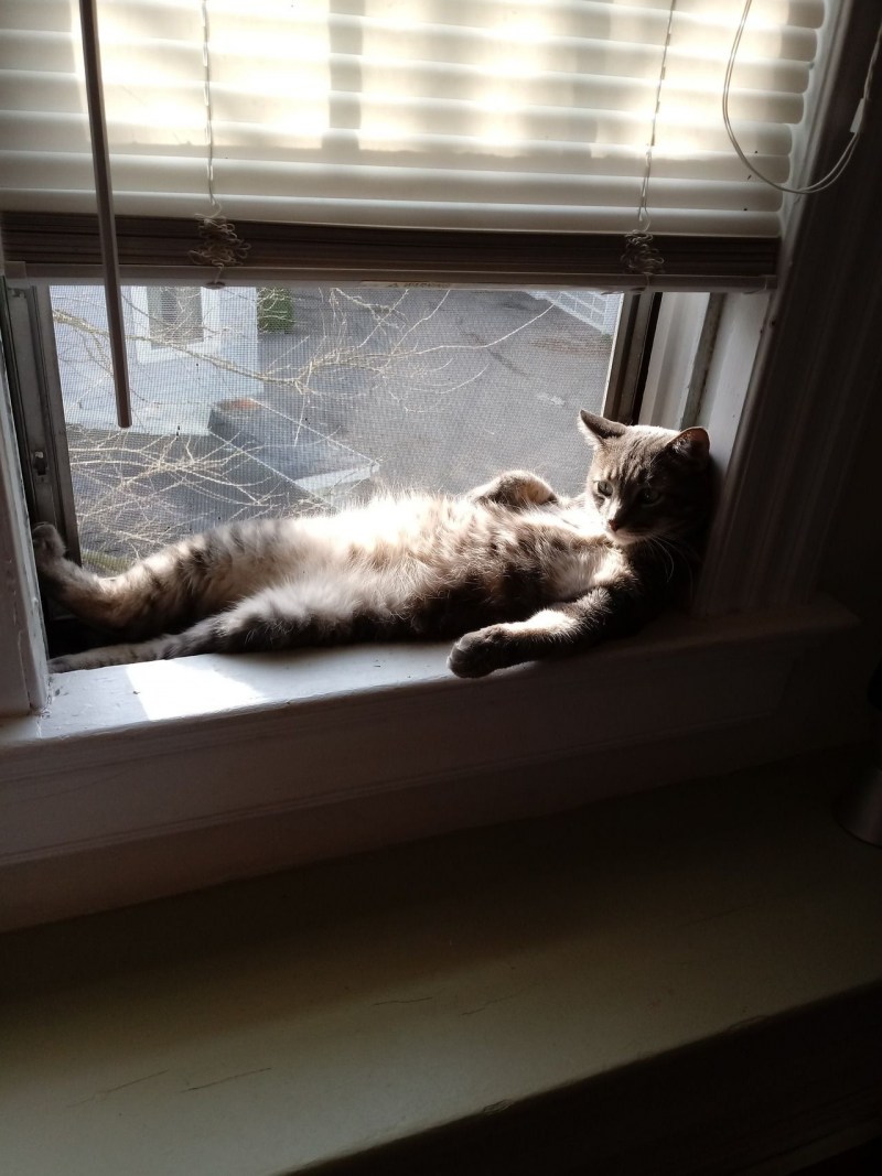 Котенок ждет