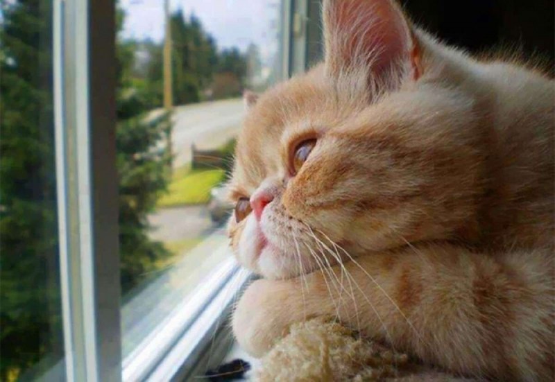 Кот скучает