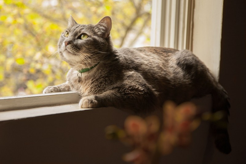 Кошка тоскует