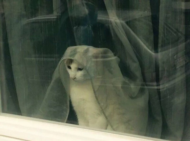 Котик ждет Мем