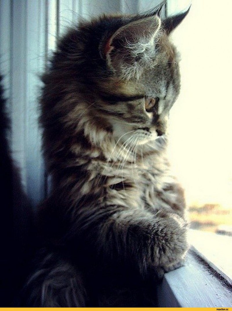 Кот ждет