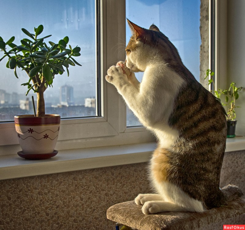 Кот ждет
